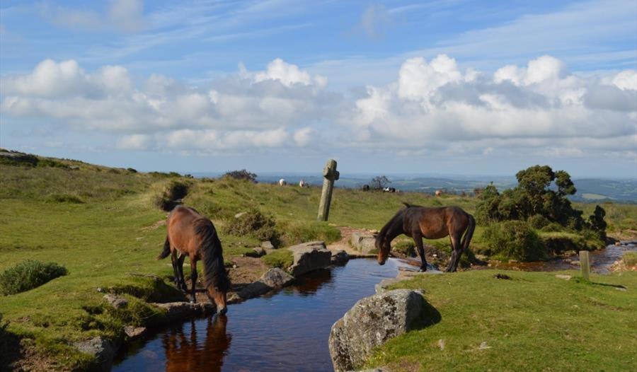 Appartamento The Stables - Charming 15Th-Century Rural Bolthole Newton Abbot Esterno foto